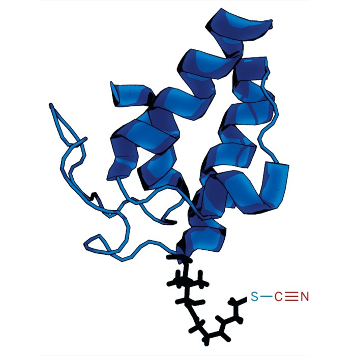 Picture of acyl carrier protein with thiocyanate probe
